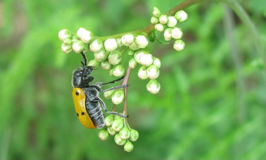 Lachnaia italica? S (Chrysomelidae)